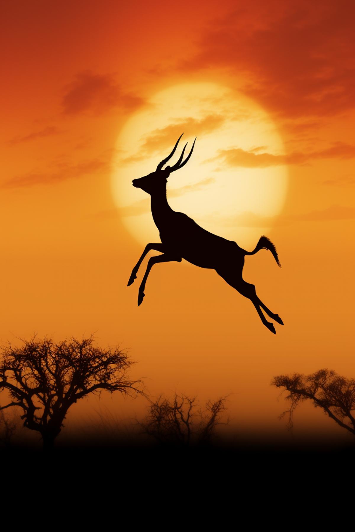 silhouette of leaping gazelle on the savannah. Silhouetted against setting sun