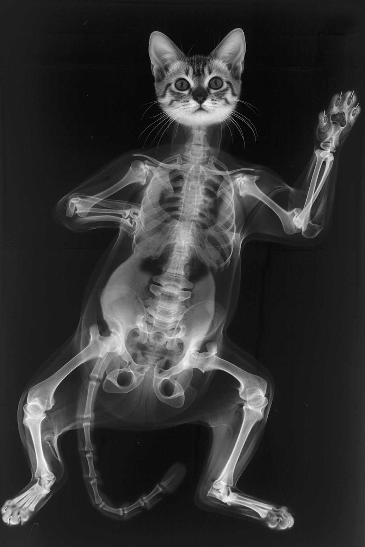 X-ray of a Karate Cat