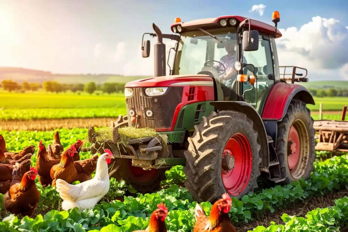 Chickens ride on tractors in a wheat field