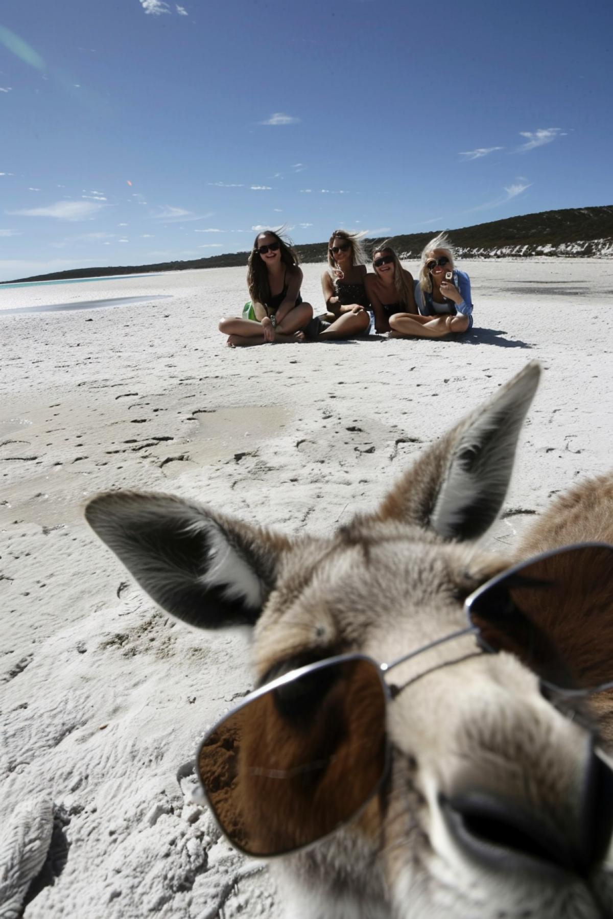 Cool kangaroo in the company of gorgeous blondes taking selfies on the beach.