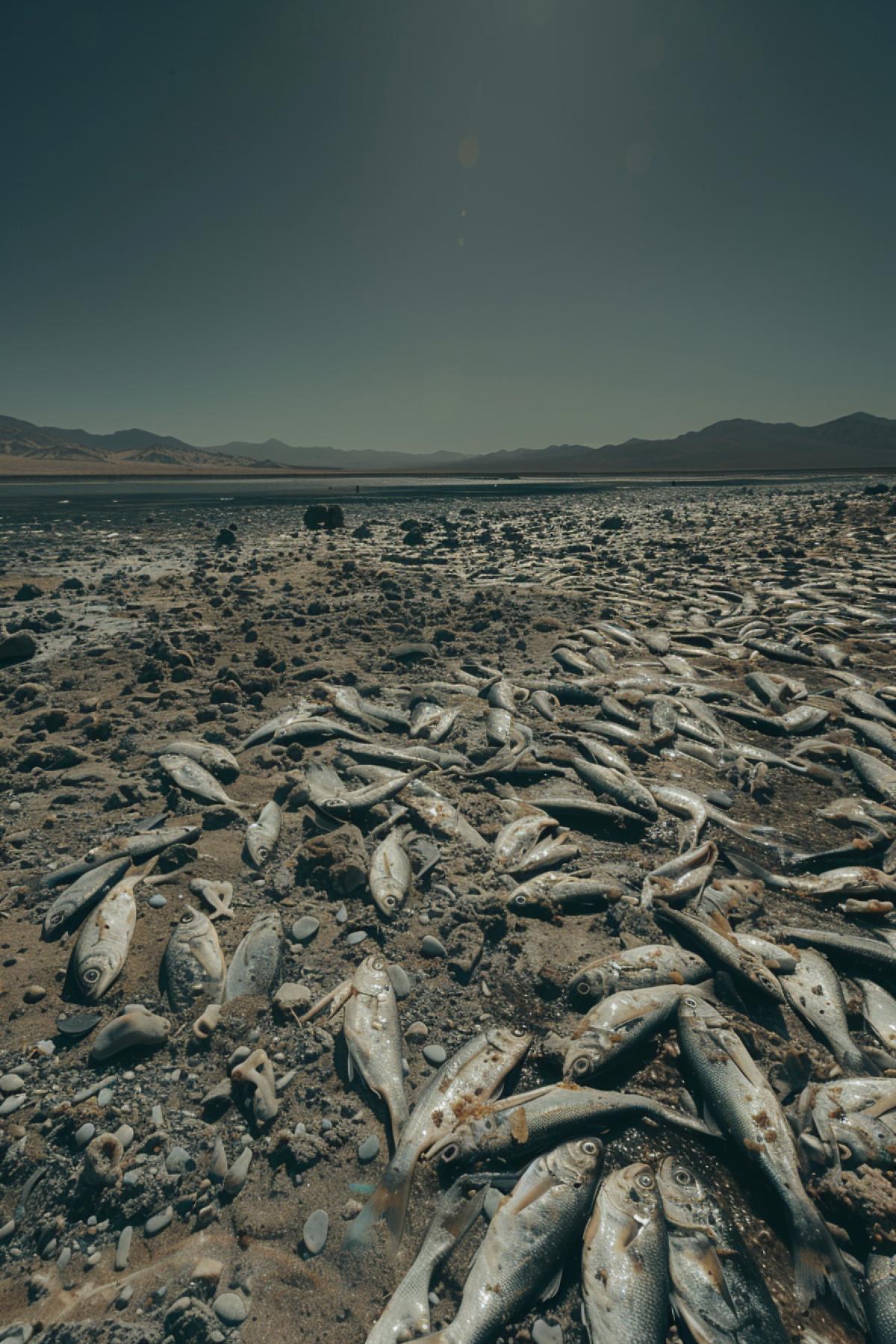 hundreds of dead fish scatter the desert floor, biblical scenes, found footage, doubled resolution over anamorphic 35mm film, Technirama, muted colour grading, interesting angle, scary