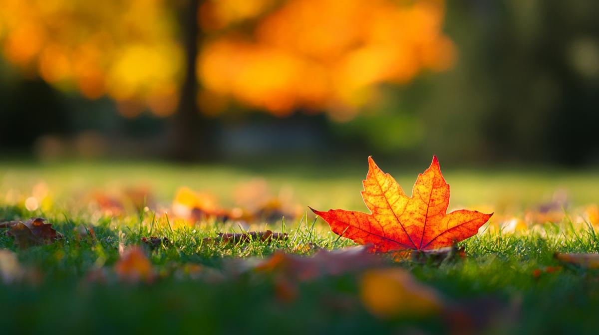 The end of summer turning into autumn. Colorful