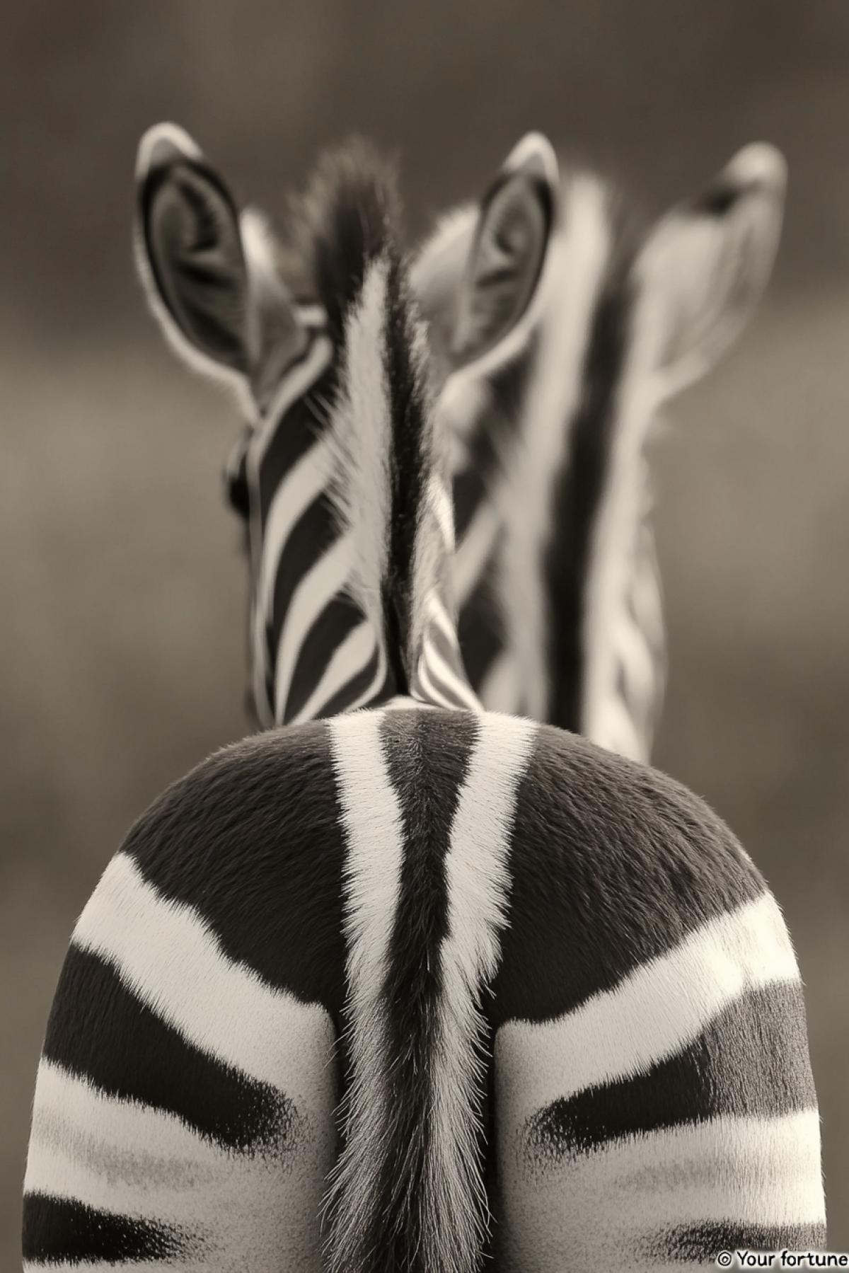 Zebras back with tauro near ours tail saying \"Your fortune\"