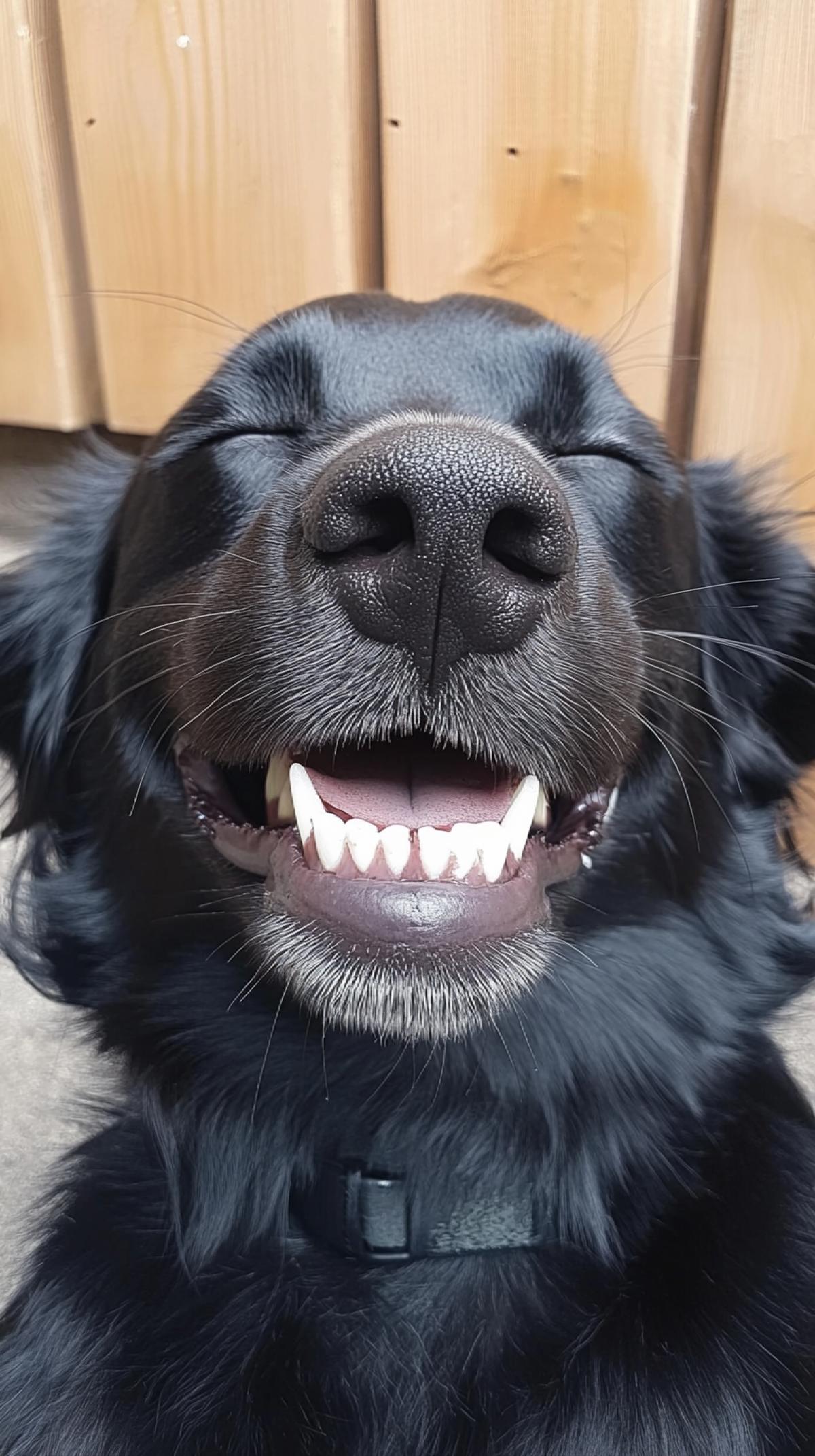 idiot smile