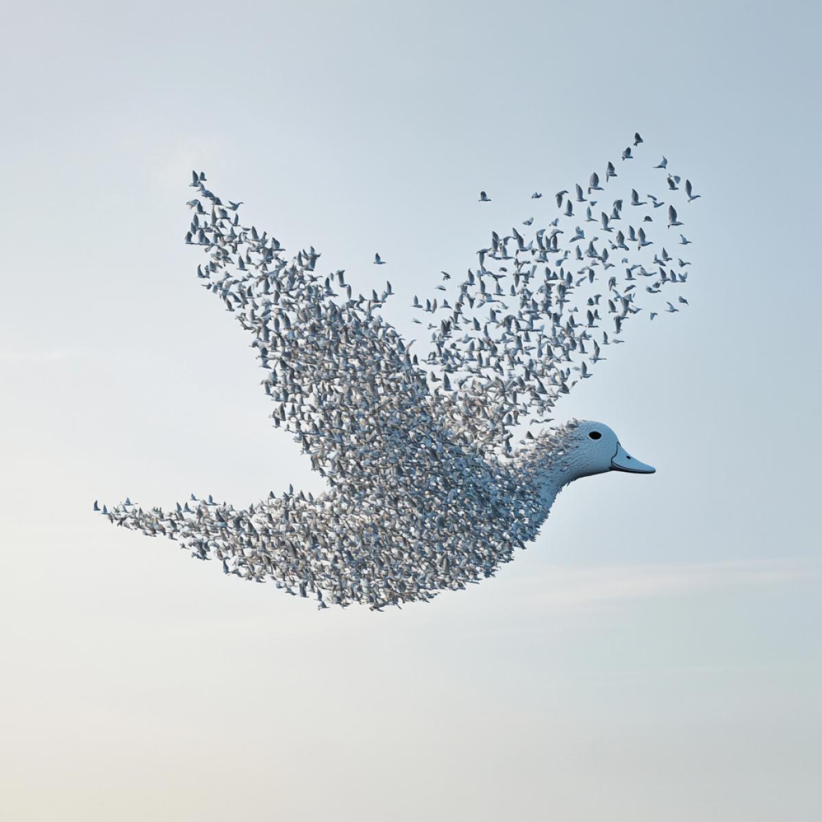 A flock of ducks in the sky created an image of a bird