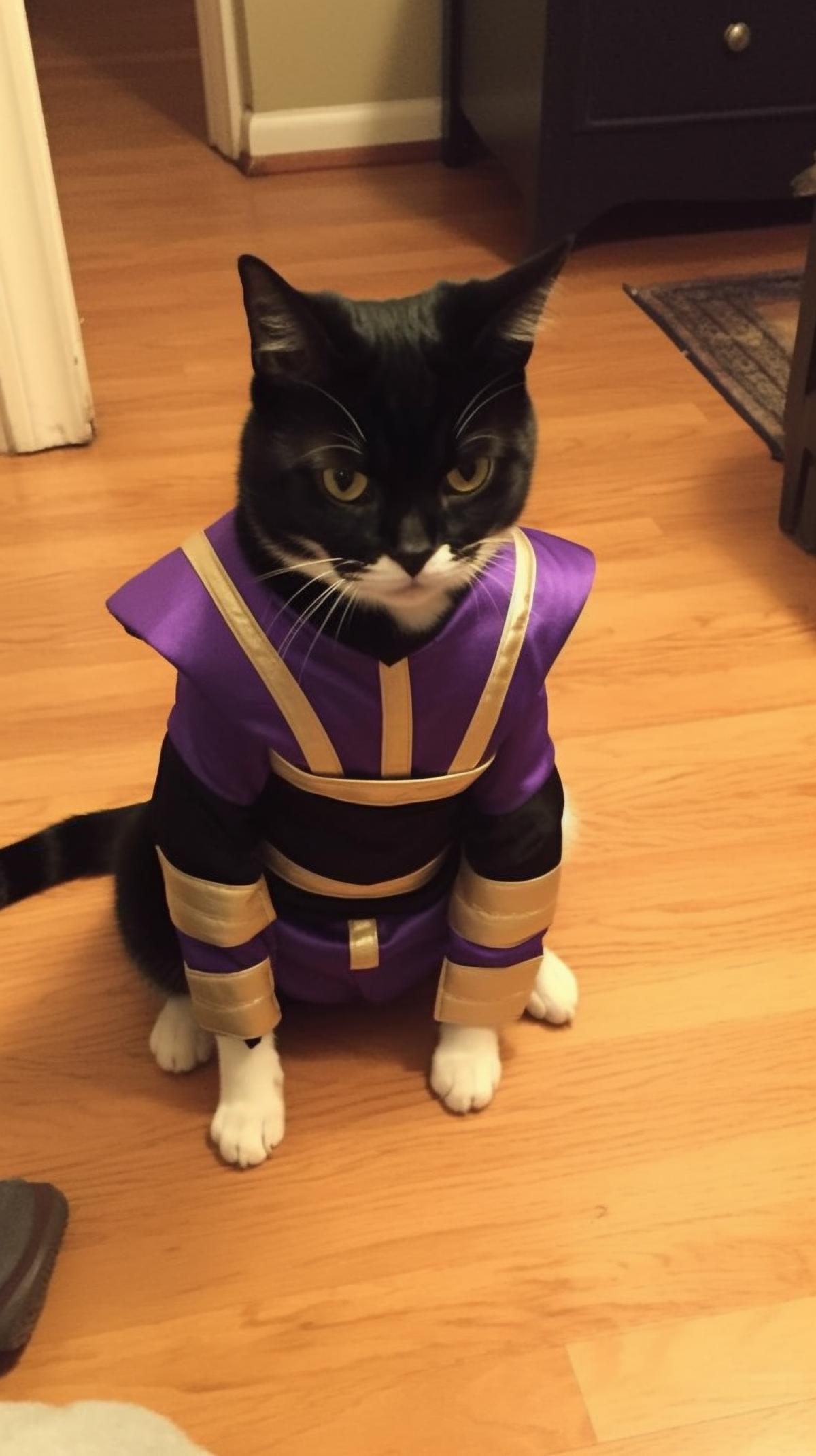 A cat dressed as Mileena from mortal kombat strikes