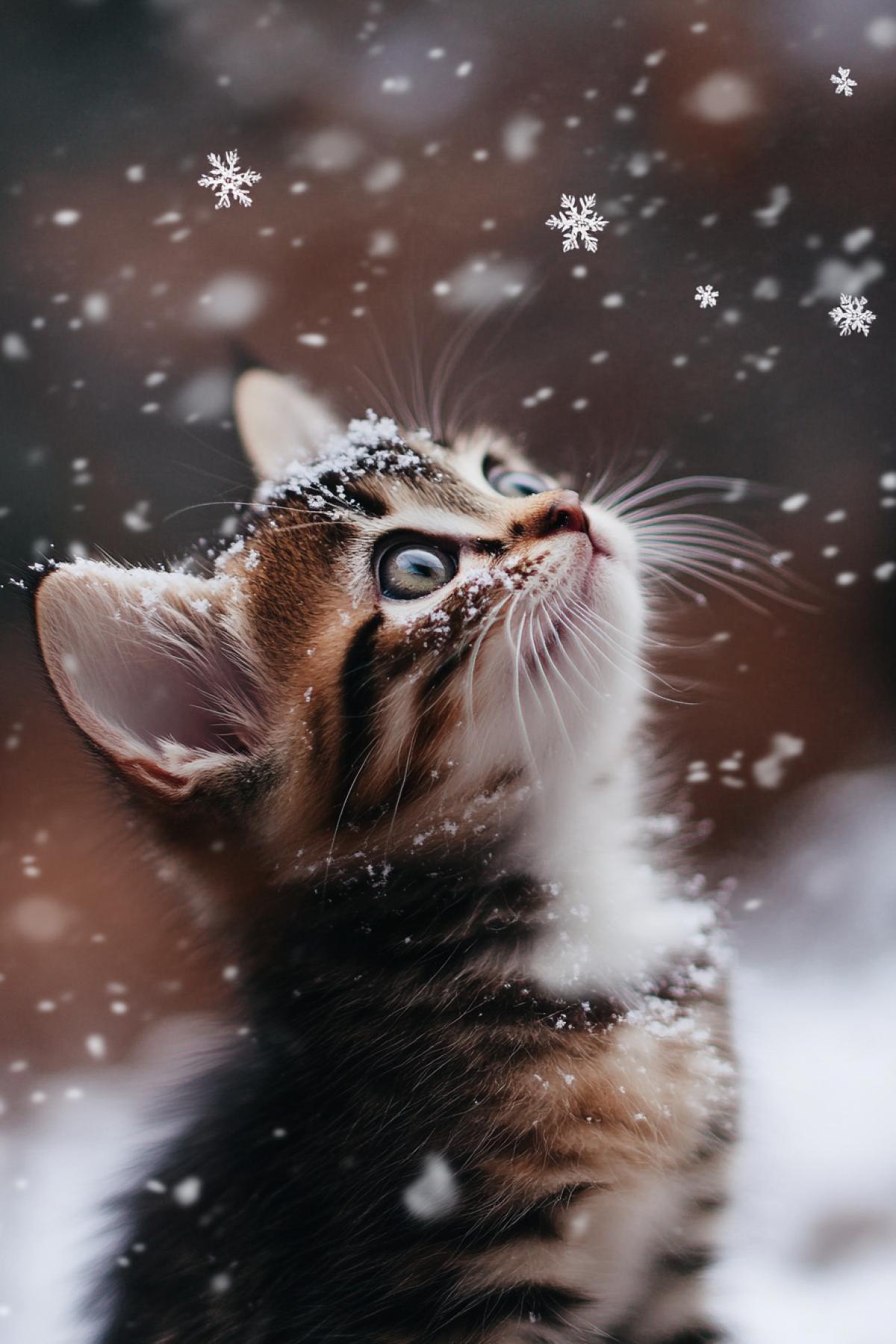Little kitten, lush snow is falling, the kitten looks at the falling snowflakes