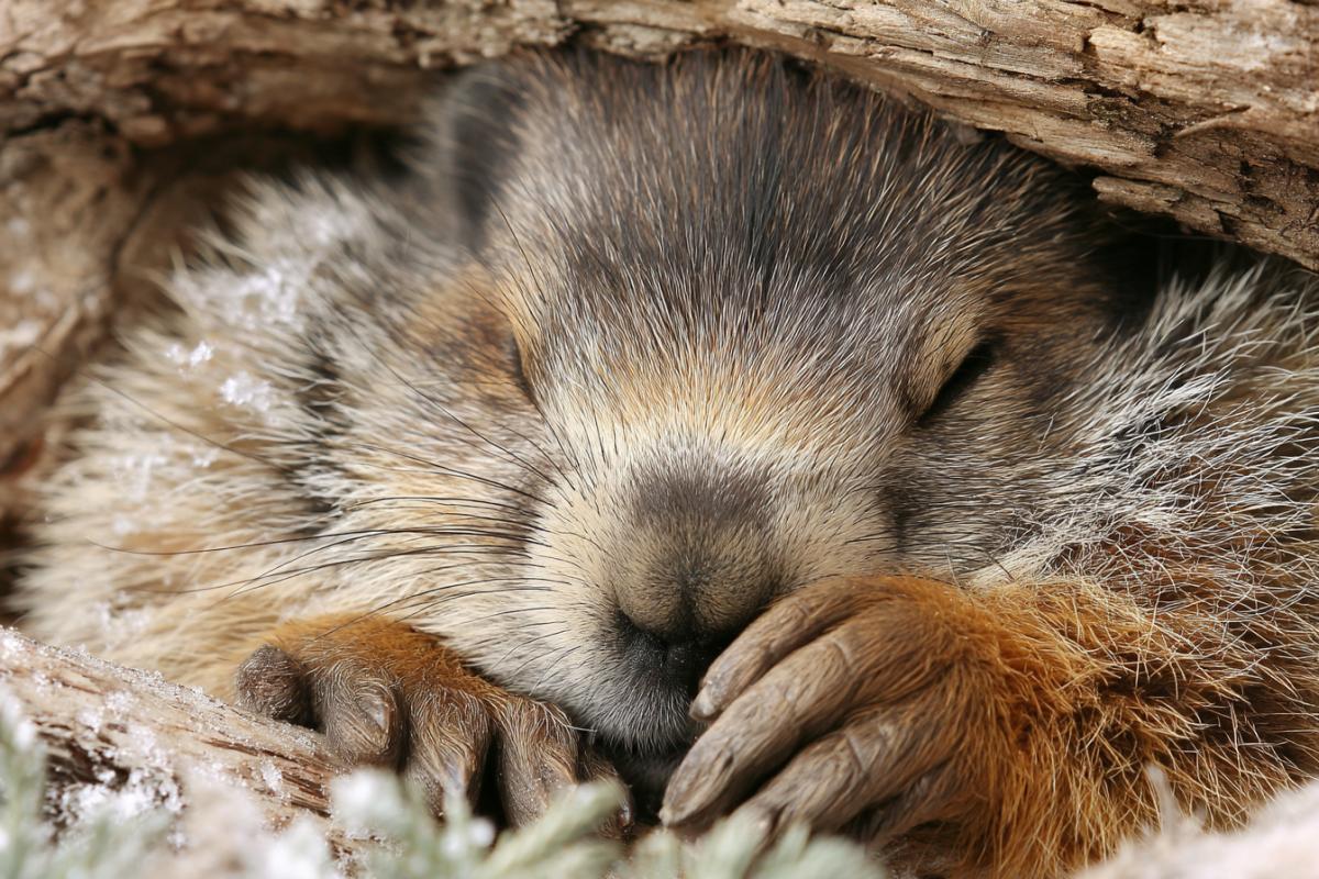 Sleeping cubs groundhog. Sleeping satisfied, hiding behind a paw nose to the top