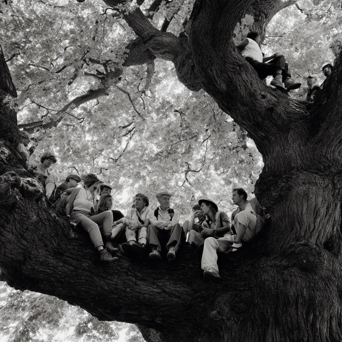 Rest of tourists in the crown of a mighty tree