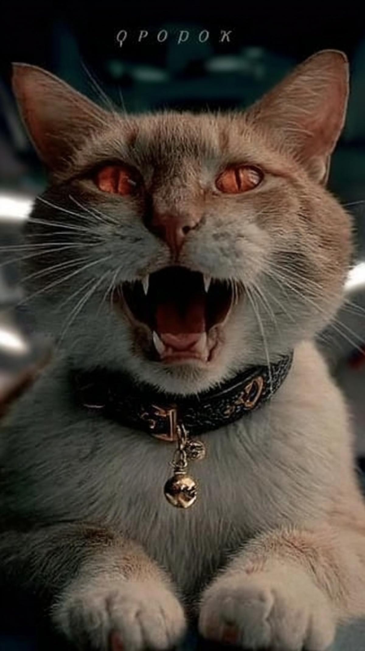 the pendant of the evil cat, the poster of the movie Men in dark. text on the . \" Orion \" cats collar
