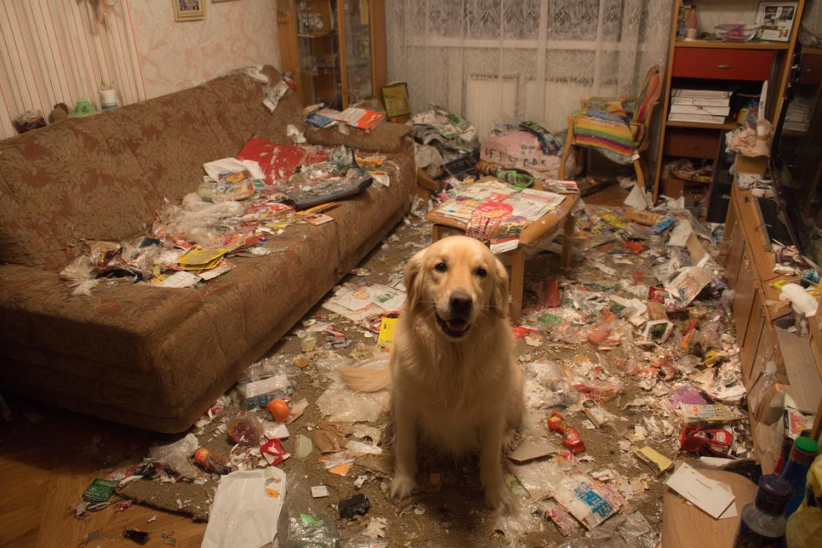 The mess created by a happy dog ​​in the room