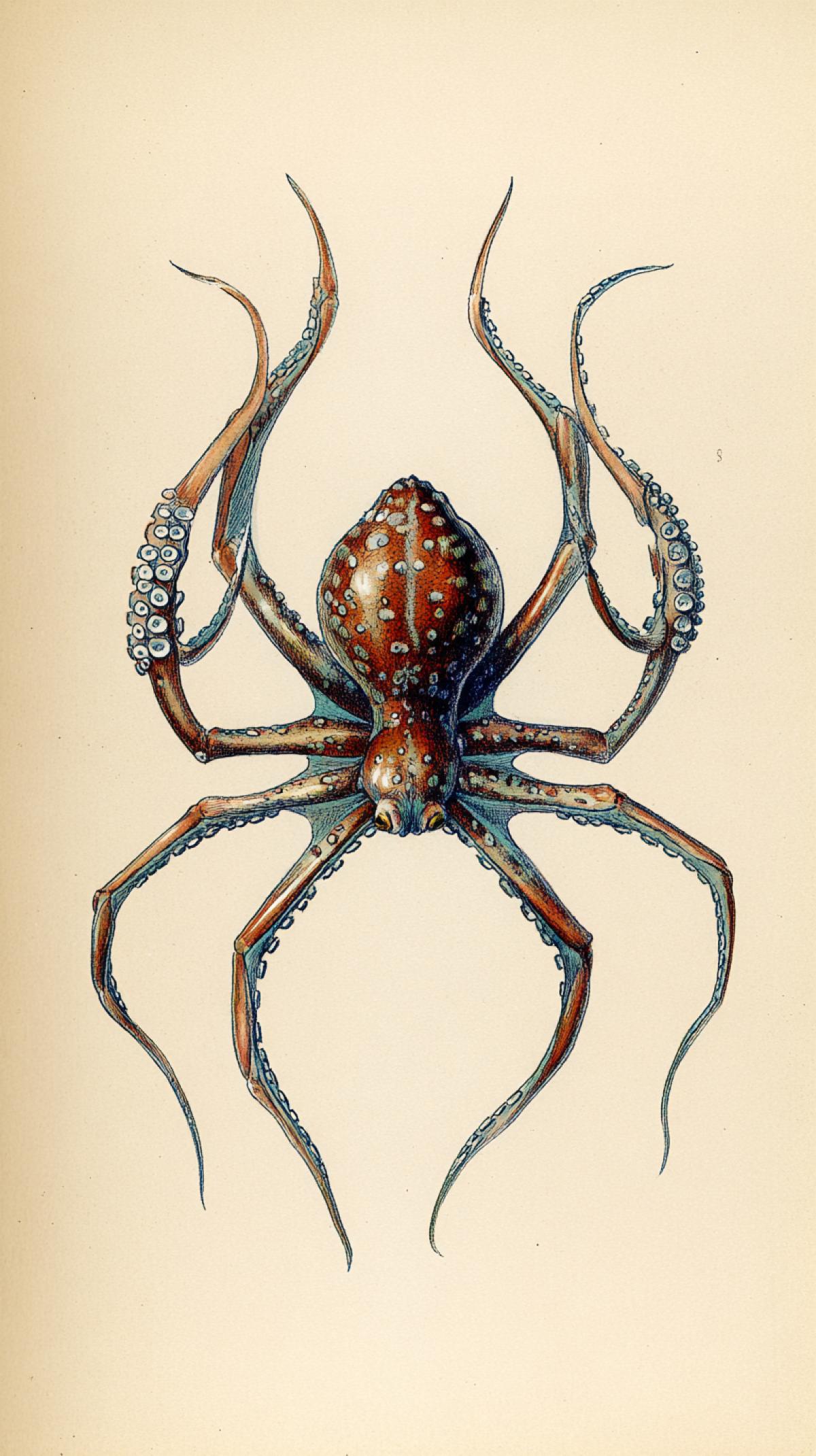 A mixture of octopus and spider, an unusual creature, fantasy, retro image from a book