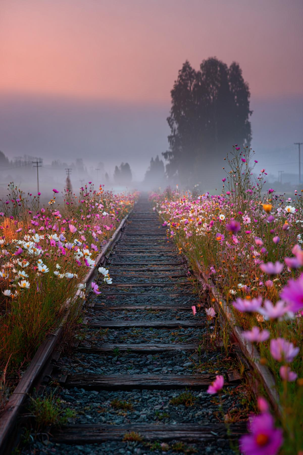 A railroad track, in a daisy field, going far away beyond the horizon. On the horizon strip of dawn. Early morning. Professional landscape photography.