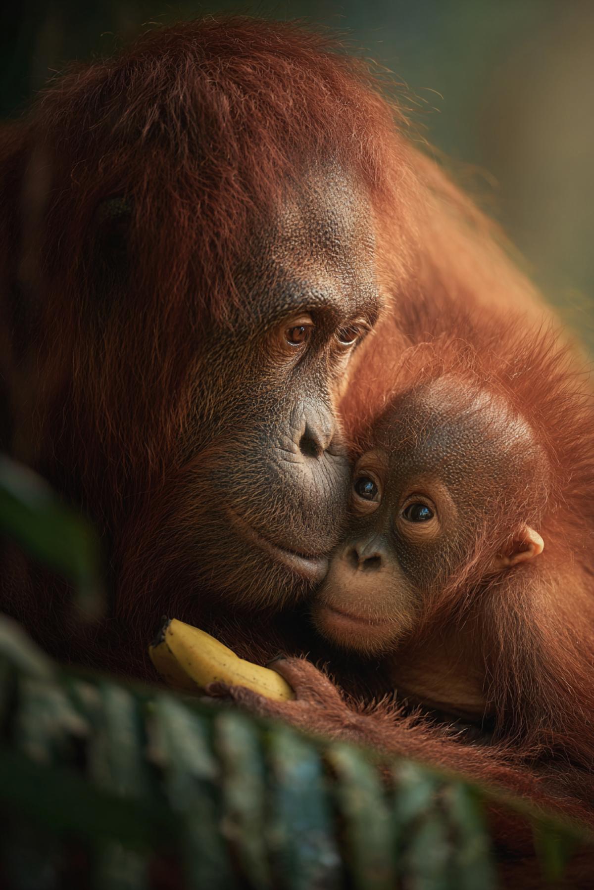 A ginger orangutan mother cradling her baby in the Borneo rainforest, their fur matching sunset tones. The baby clings to her neck while she gently peels a banana for it. Bokeh of tropical leaves, soft mist, shot on Sony A1 at f/2.8. Pulitzer-level emotion in their human-like eyes.