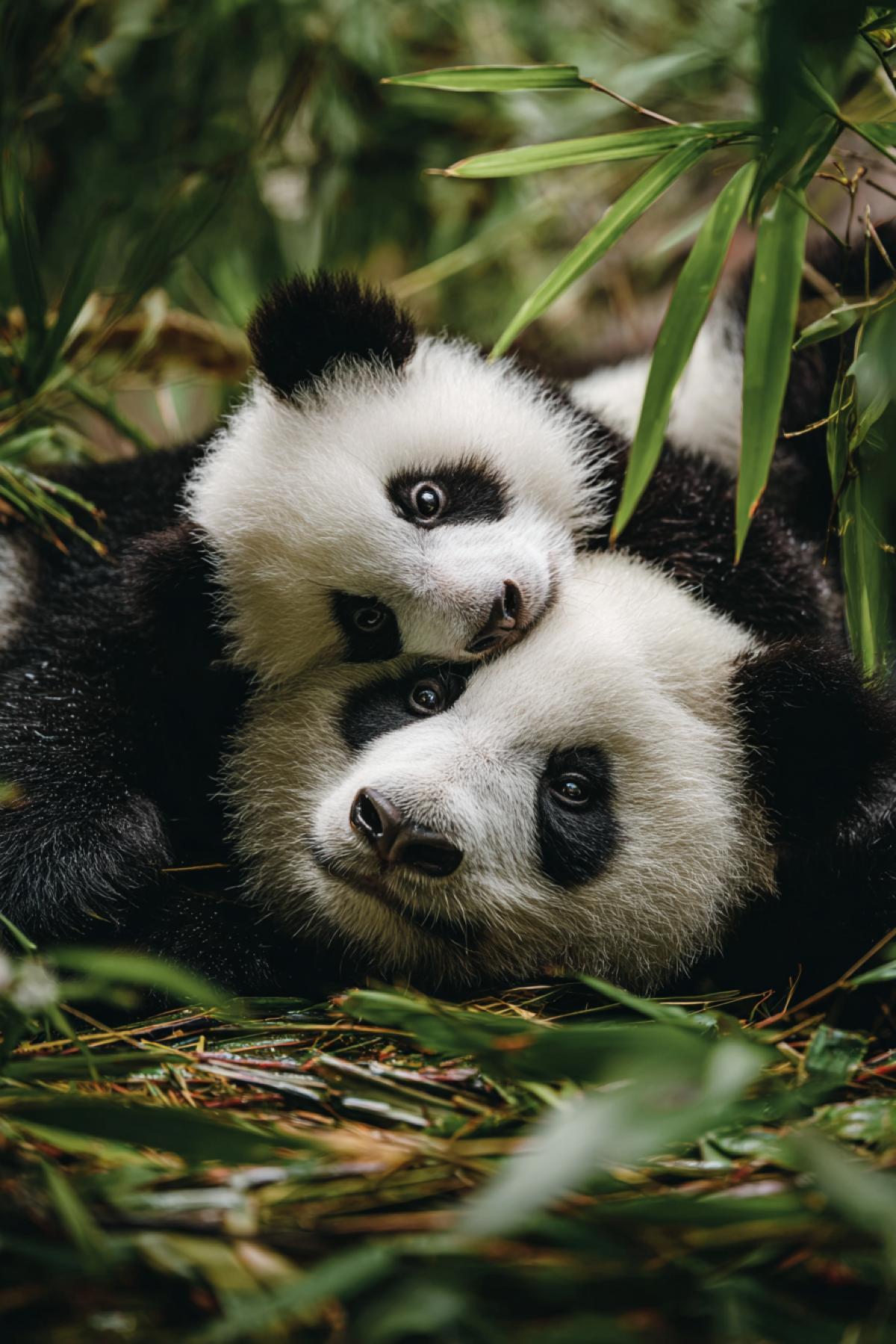 big panda rolls on her back in bamboo forest, her cub tumbling over her belly like a plush toy. Their dark-and-white fur contrasts with emerald greens, raindrops on leaves adding sparkle. Fujifilm GFX 100 II, macro details on cub’s tiny teeth and whiskers. Playful and poetic.