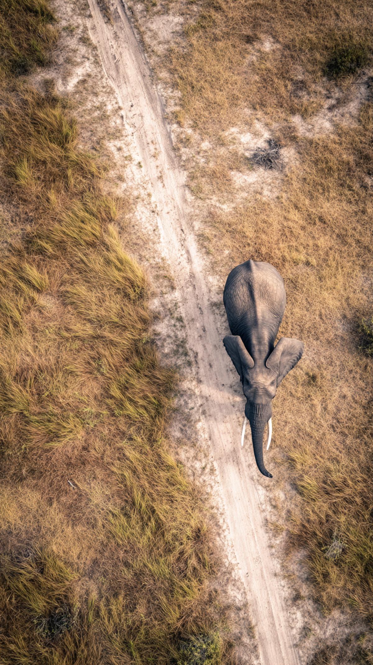 An 35 years old elephant in the savannah, photo angle: Birds Eye View perspective