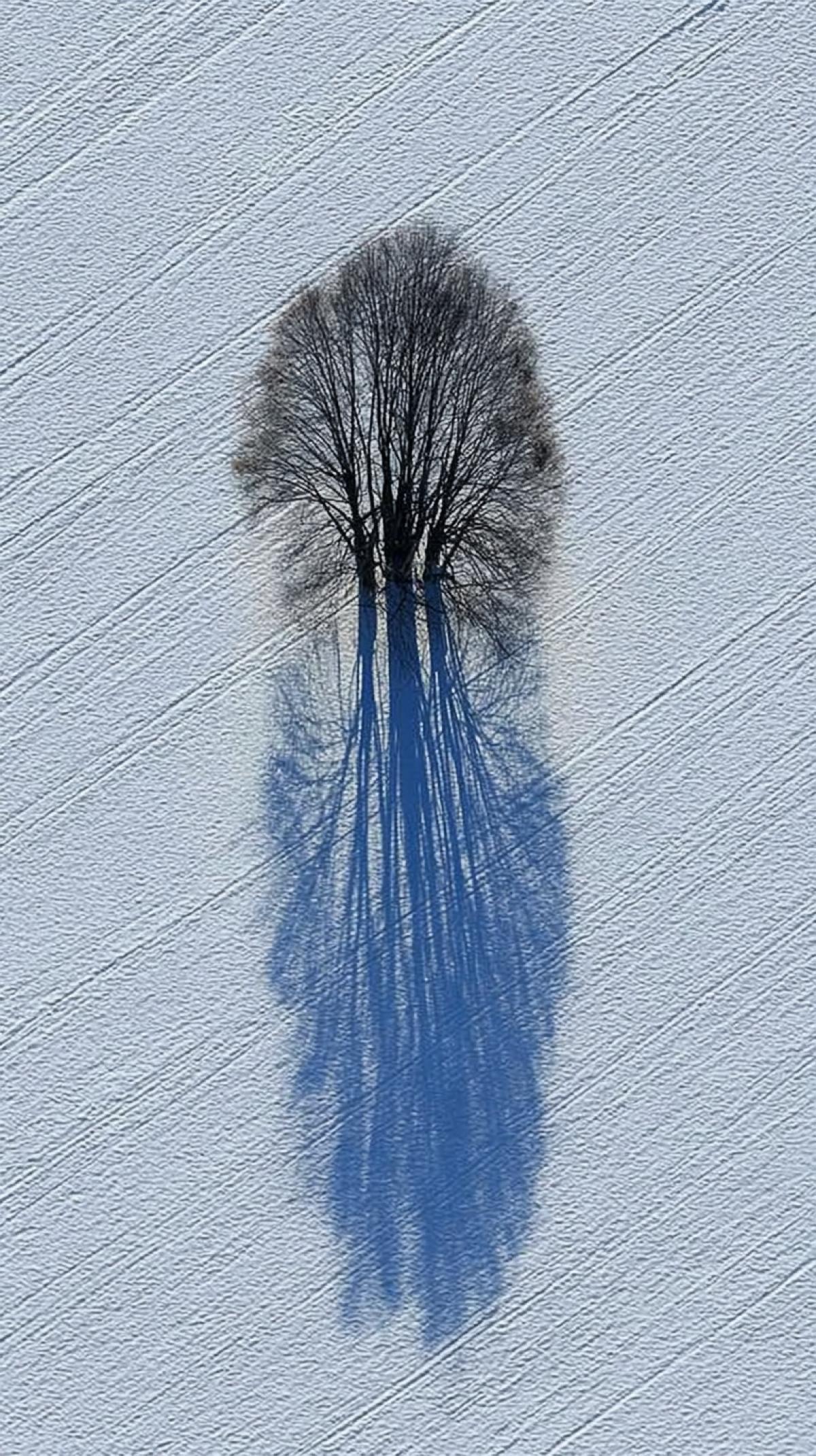 Winter trees from a birds-eye view. The famous aerial photographer Klaus Leidorf took a series of winter. photographs of the Shadow of a tree. In the fields of Germany, on a. clear sunny day, trees cast. shadows of bizarre shapes on the snow. . Photographer Janek Sedlar