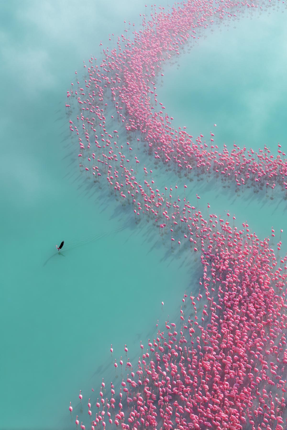 Fascinating from a birds eye view of a gigantic herd of pink flamingos, forming an ideal spiral on the turquoise surface of the salty lake. Each bird is a living smear of watercolors, their reflection merges into a hypnotic kaleidoscope. Removed at an altitude of 50 meters from the DJI Inspire 3 drone, morning, soft fog creates the effect of smoke. In the center of the com4k is a lonely dark flamingo that breaks monochrome. Photorealism 16k, each feast is visible, water is like a mirror. Color scheme: neon-pink + malachite + pearl.