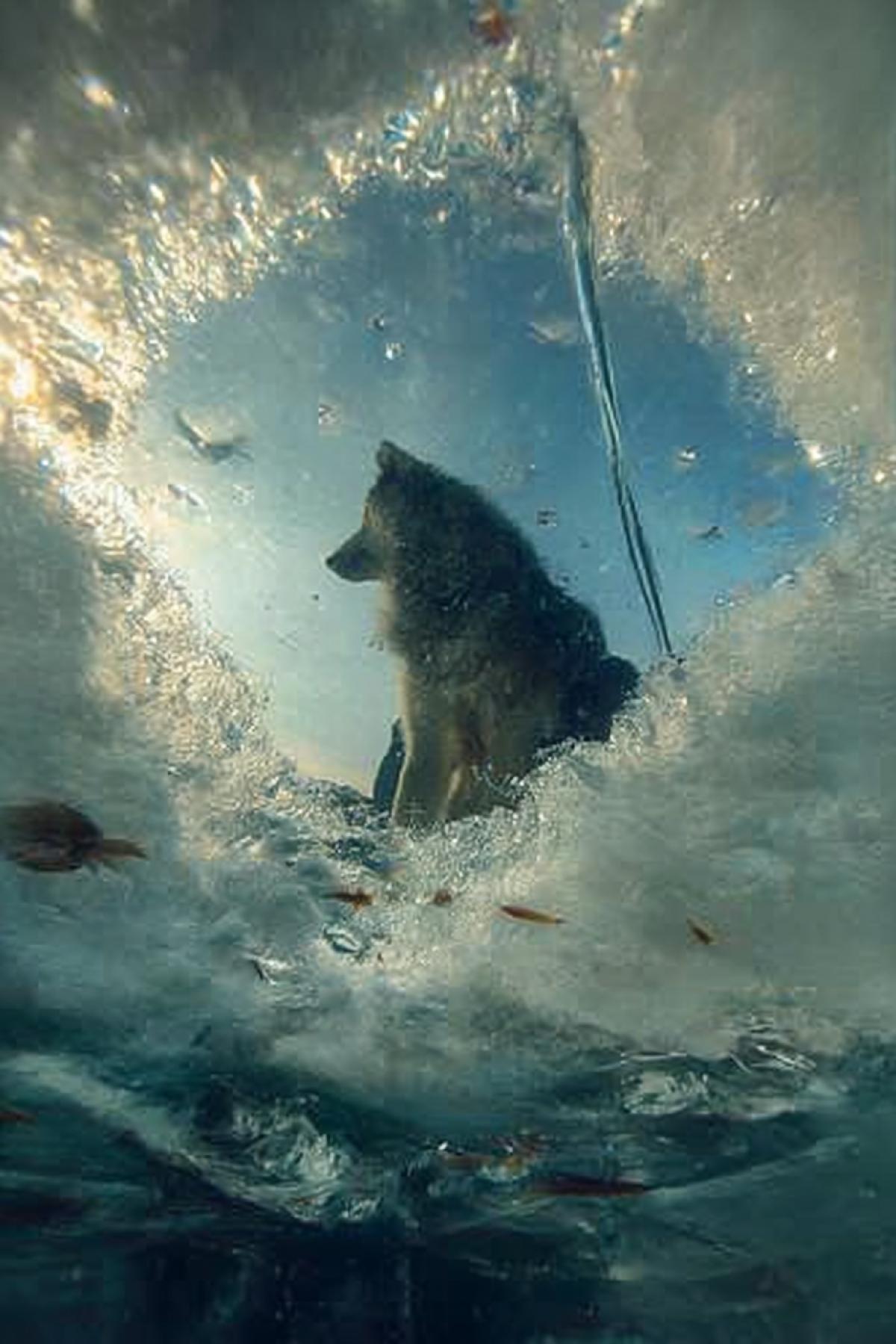 A mesmerizing underwater view from beneath a thick, icy frozen lake. Early frosty morning, the ice is semi- with trapped bubbles, cracks, and a soft blue hue. A large, majestic wolf with thick fur sits by an ice hole, its tail dipped into the water. Tiny silvery fish swirl curiously near the tip of the submerged tail, creating a playful, almost magical interaction. The perspective is uniqueshot from below, looking up through the distorted, rippling ice, with faint sunlight refracting in cold tones (icy blues, pale whites, and subtle golden dawn highlights). Hyper-realistic details: the wolf’s breath visible in the crisp air, frost on its fur, underwater particles, and the texture of the ice. Cinematic atmosphere, ethereal and serene, with a touch of wilderness poetry. Style: Photorealistic, cinematic, and subtly fantasticalreminiscent of a nature documentary meets fairy tale.