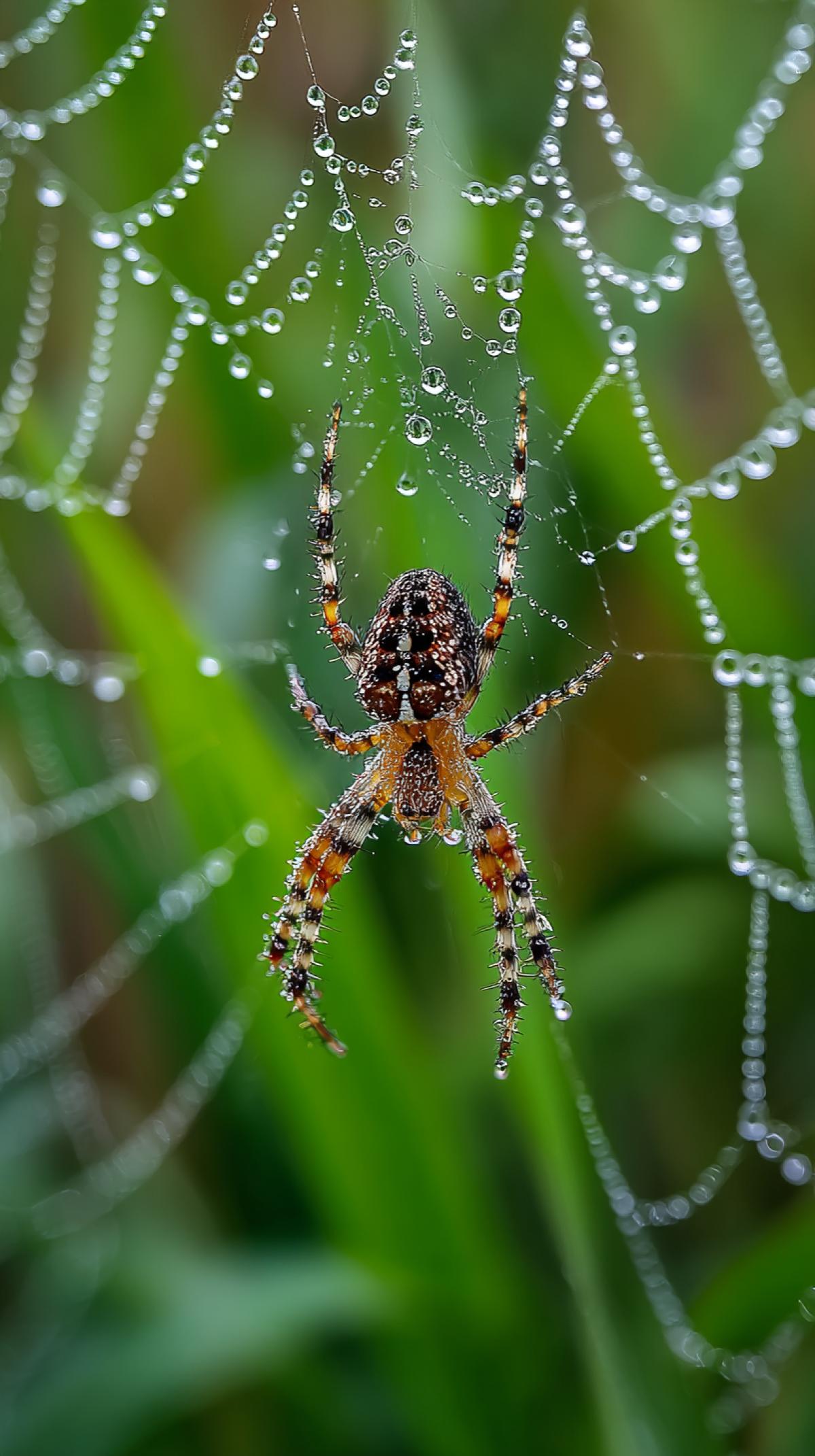 Spider, hanging in the center of its web, delicate patterns of water drops create a complex lace pattern on its web and , in the background blurred green background of the grass, this is macro- photo, Macro PhotoGraphy, Closeup, National Geographic, Nat Geo Wiler