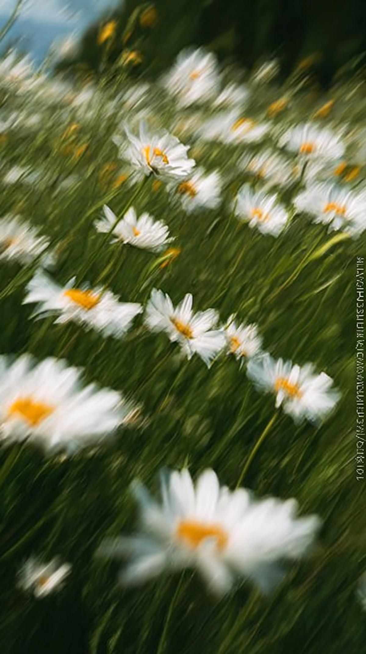 Closeup photo of daisies in the field, the effect of developed movement, to create a pattern of side, a feeling of wind in the field, granular texture, Low Angle Shot
