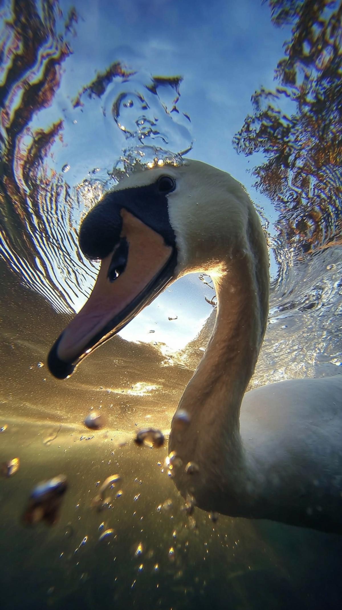 Close-up of the head and neck of an elegant swan swimming underwater at dawn, with a blue sky in the background. The scene is captured from below using a GoPro camera, highlighting the contrast between the water surface and the sunlight filtering through the trees above.