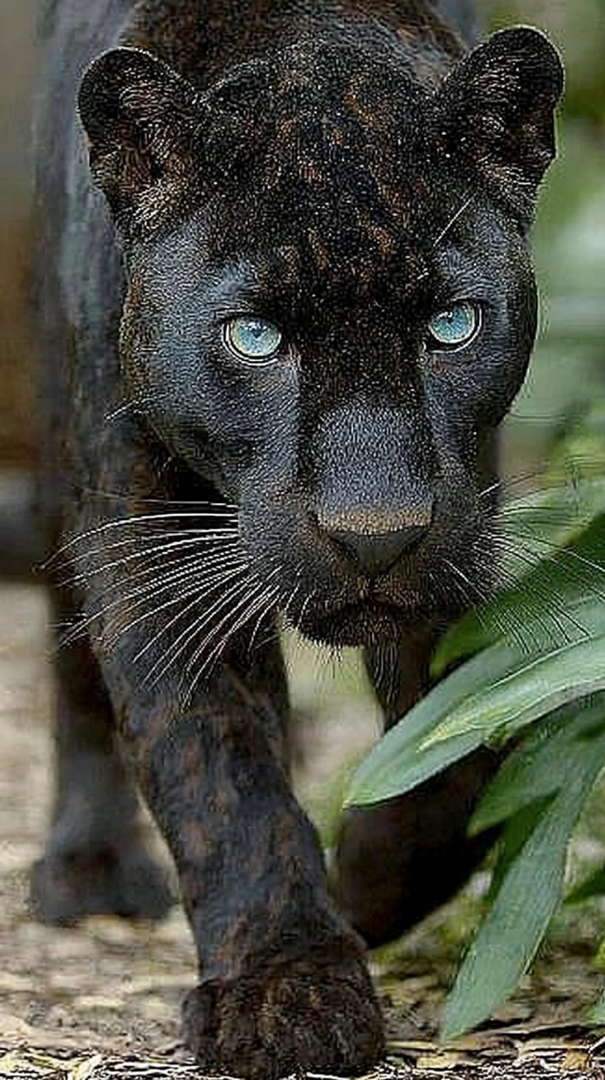 A dark panther with striking blue eyes is captured in a moment of intense focus, its gaze locked onto something in the distance. The panthers fur is a deep dark, contrasting with the vibrant green of the leaves it is walking through. The background is a soft blur, suggesting a natural, outdoor setting. The panthers language indicates alertness and readiness, perhaps it is stalking prey or simply observing its surroundings. The image captures the raw beauty and power of this majestic creature in its natural habitat.