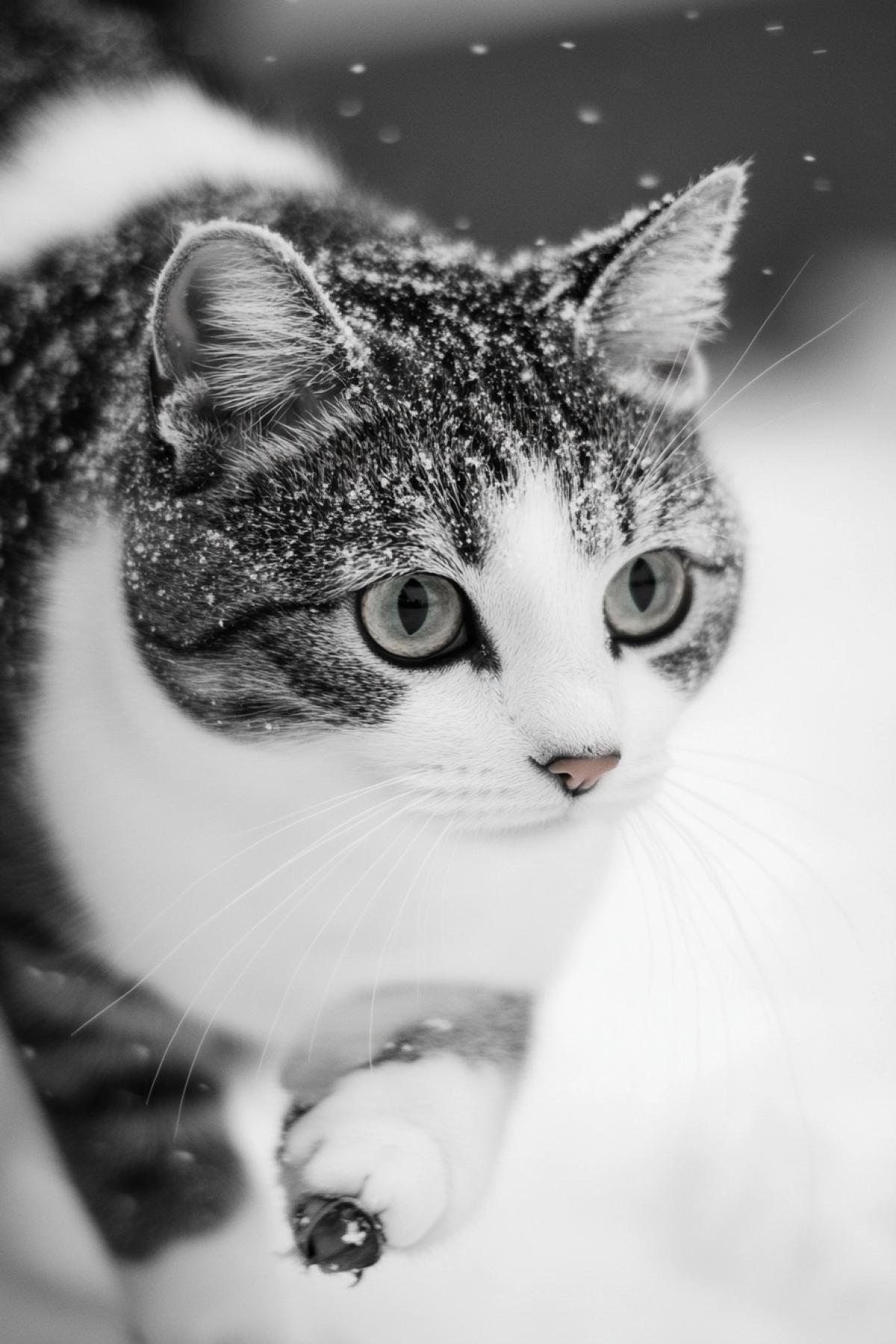 The cat freezes focuses before the jumping after the mouse