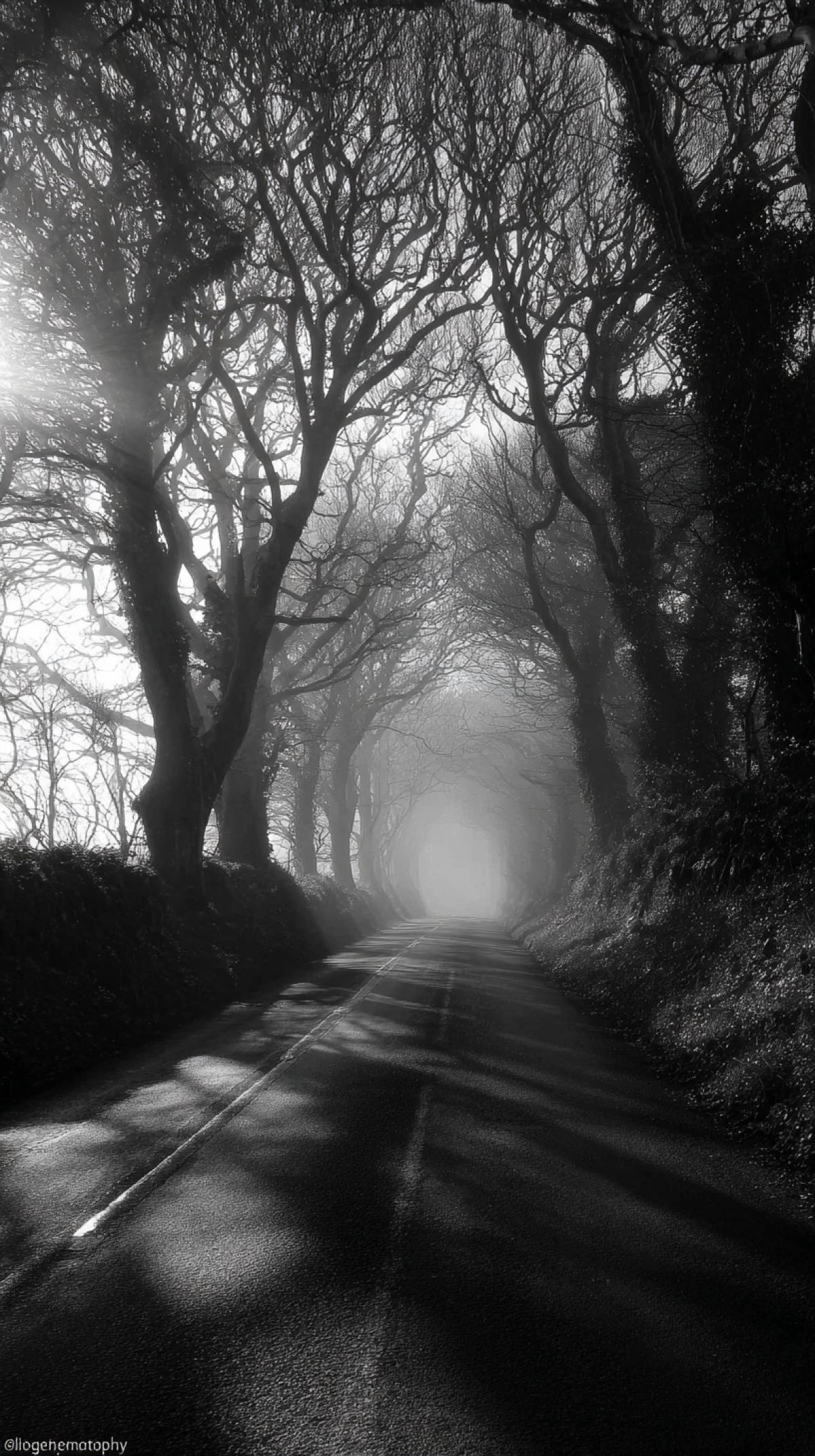 A road through the trees.. Imagine a mysterious or picturesque road that stretches into the distance, surrounded by trees on all sides, creating a natural tunnel. It could be a bright path in a sunny forest, a foggy road with gloomy branches, a fairy-tale path with a magical glow, or a futuristic tunnel of fantastical trees.