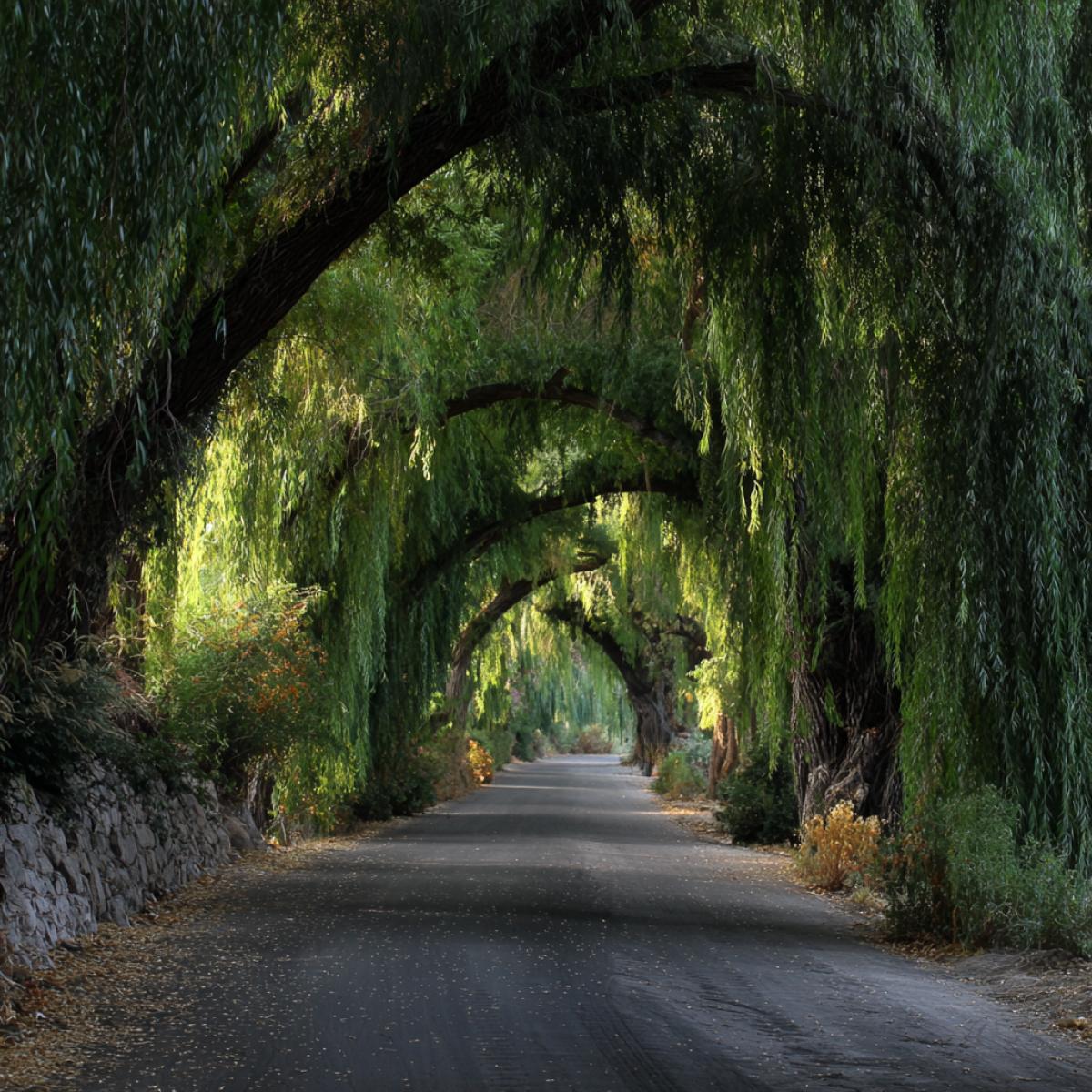 The mysterious road leaving to the distance, in the arch of arches from weeping willow