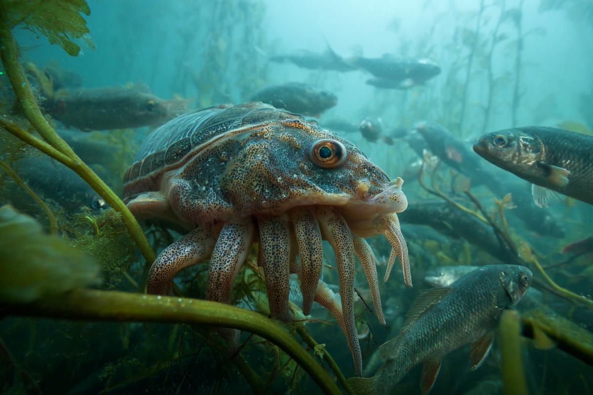 Underwater, river, small in size Monster with many tentacles like squid and a shell on his back like a turtle, dark, stuck to the side of crucian carp caught by a fishing network, among another catch, reporting photo