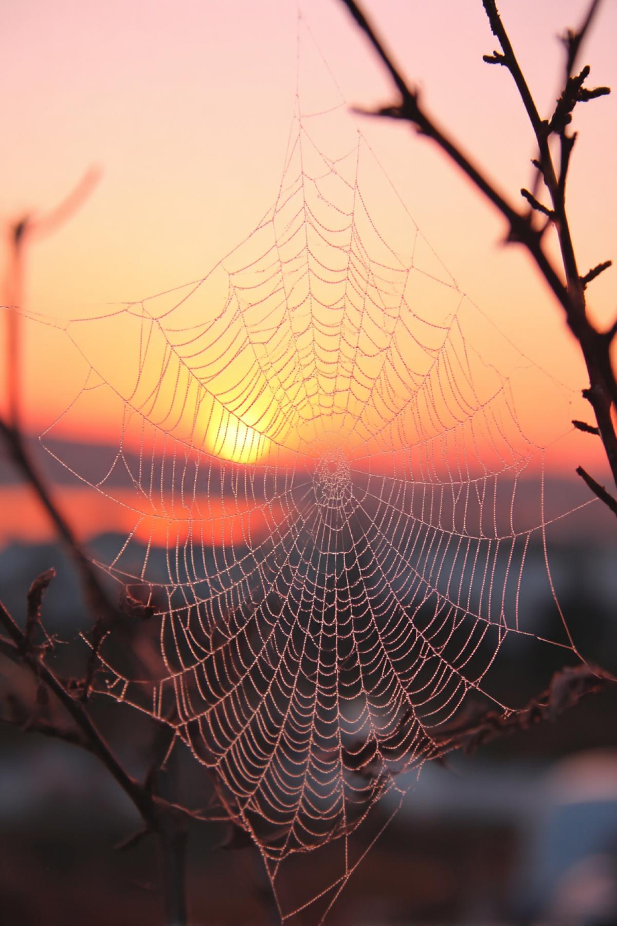 very beautiful web between two branches. intricate weaving pattern. bright illumination of the rising sun. stunning natural beauty.