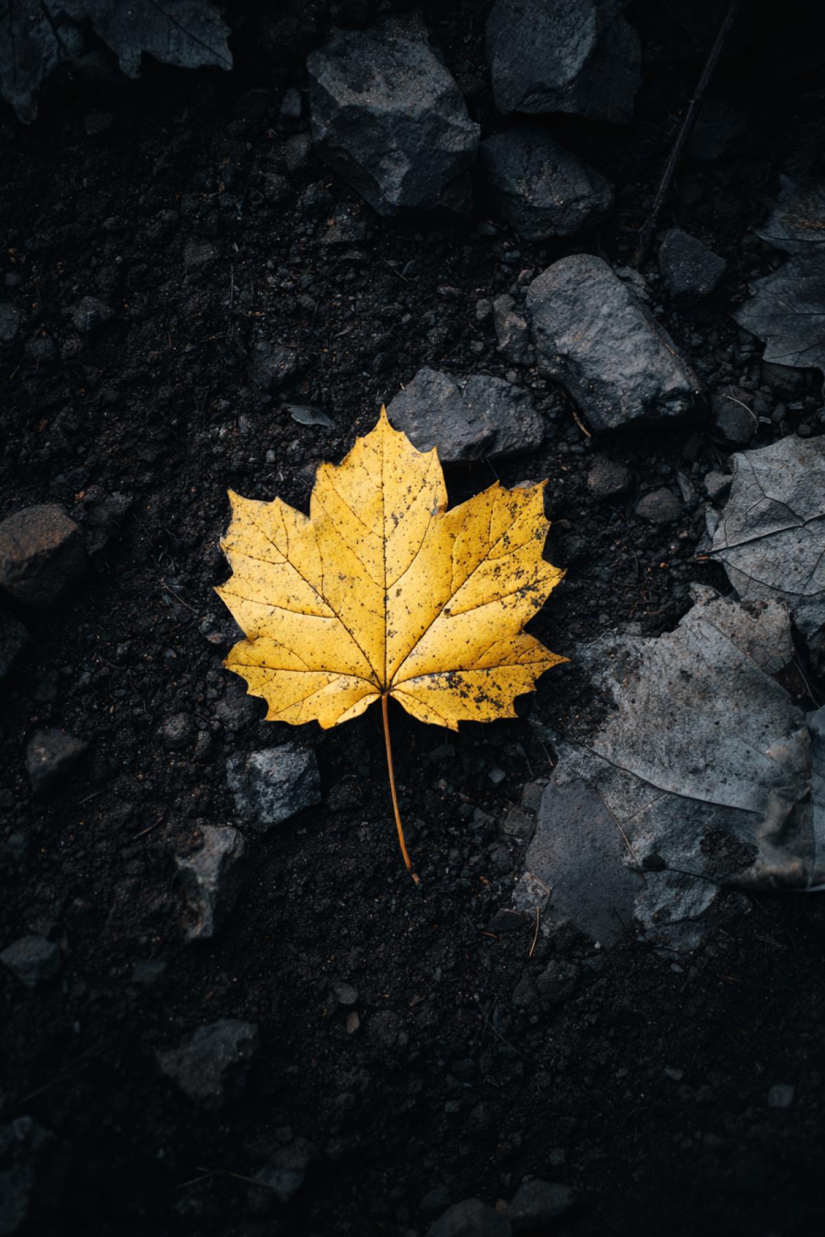 One yellow maple leaf on the dark-and-white environment. The fall