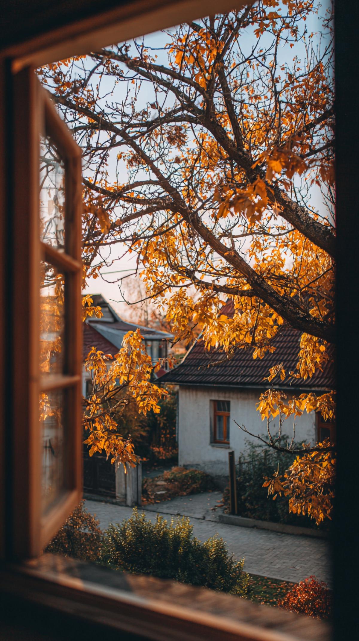 from an open window with a wooden frame, we see a cozy, atmospheric autumn view, a maple tree with yellow leaves, some branches already luxury, a house opposite, autumn colors, a Polaroid photo, graininess, and a nostalgic mood