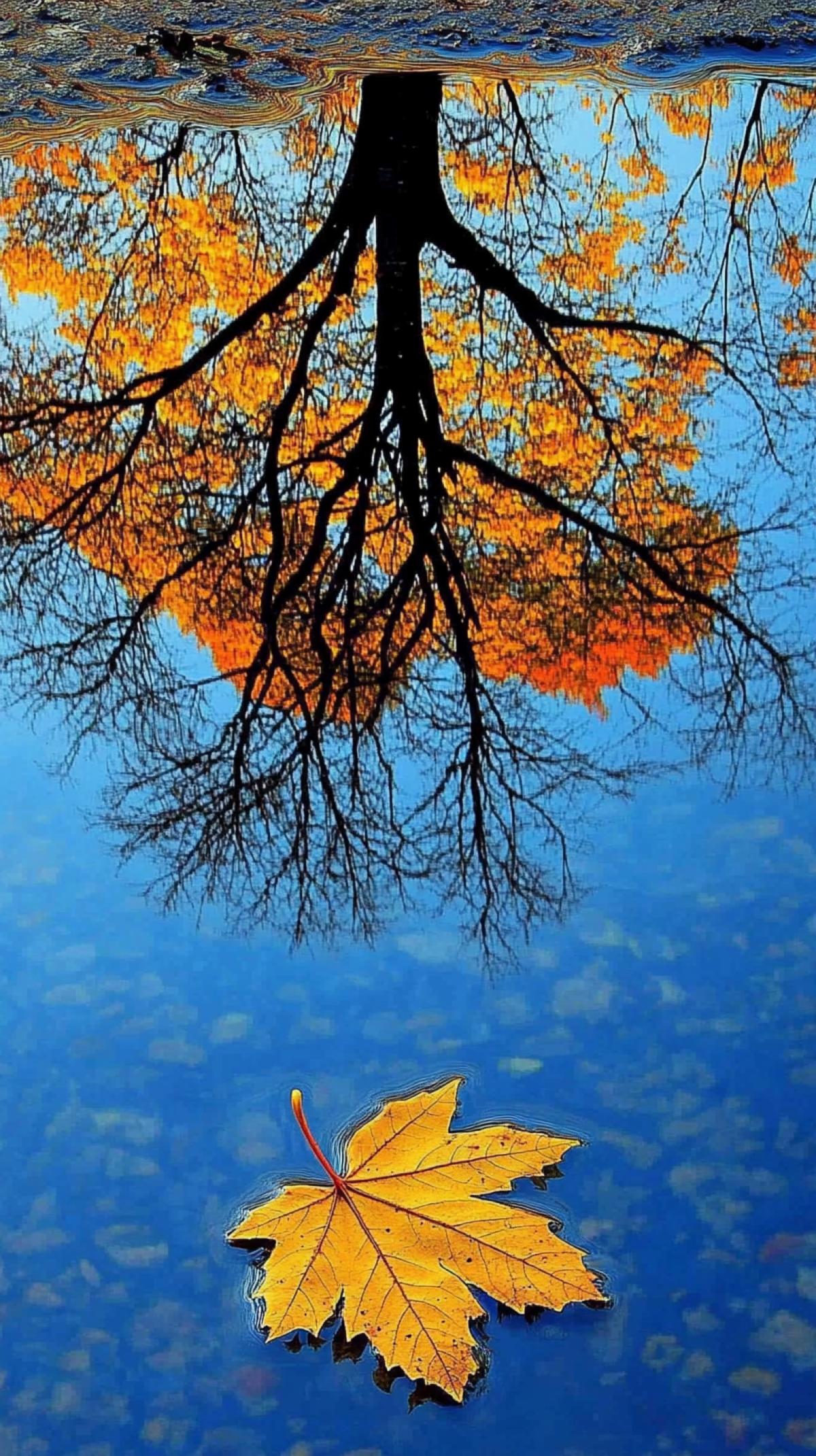 A serene autumn landscape with a tree reflected in still water. A fallen maple leaf rests on the surface of the water. The tree is adorned with yellow leaves, indicating it is a maple, and its branches are luxury, suggesting autumn. The rich blue water creates a sharp contrast with the vibrant colors of the tree. The reflection is clear and perfectly captures the structure and color of the tree, creating a symmetrical and tranquil image. The overall style of the painting is realistic, emphasizing the beauty of nature in autumn.