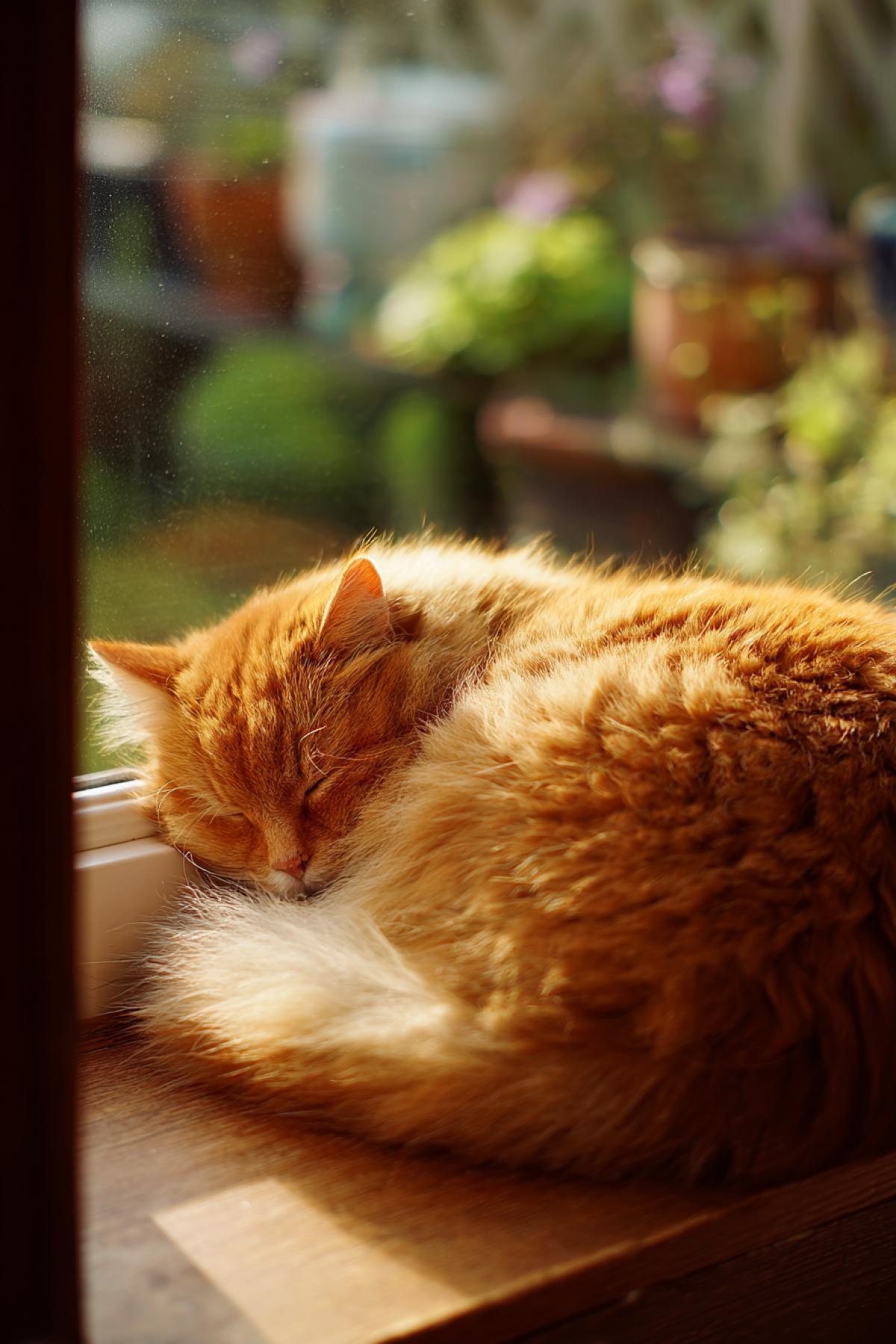 A fluffy ginger cat is fast asleep, curled up on a sun-warmed wooden windowsill. A soft afternoon sunbeam illuminates its fur, creating a gentle glow. Outside the window, a blurry garden is seen. Macro shot, shallow depth of field, ultra-detailed fur, feeling of warmth, safety and pure contentment.