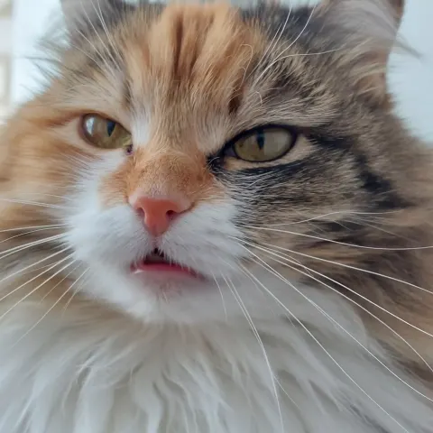 Кошка учит котят варить борщ по-русски