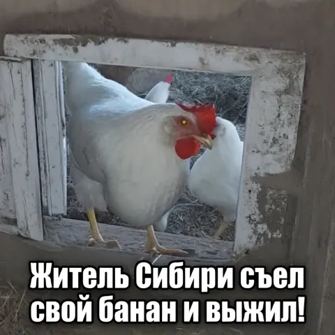Житель Сибири съел свой банан и выжил!