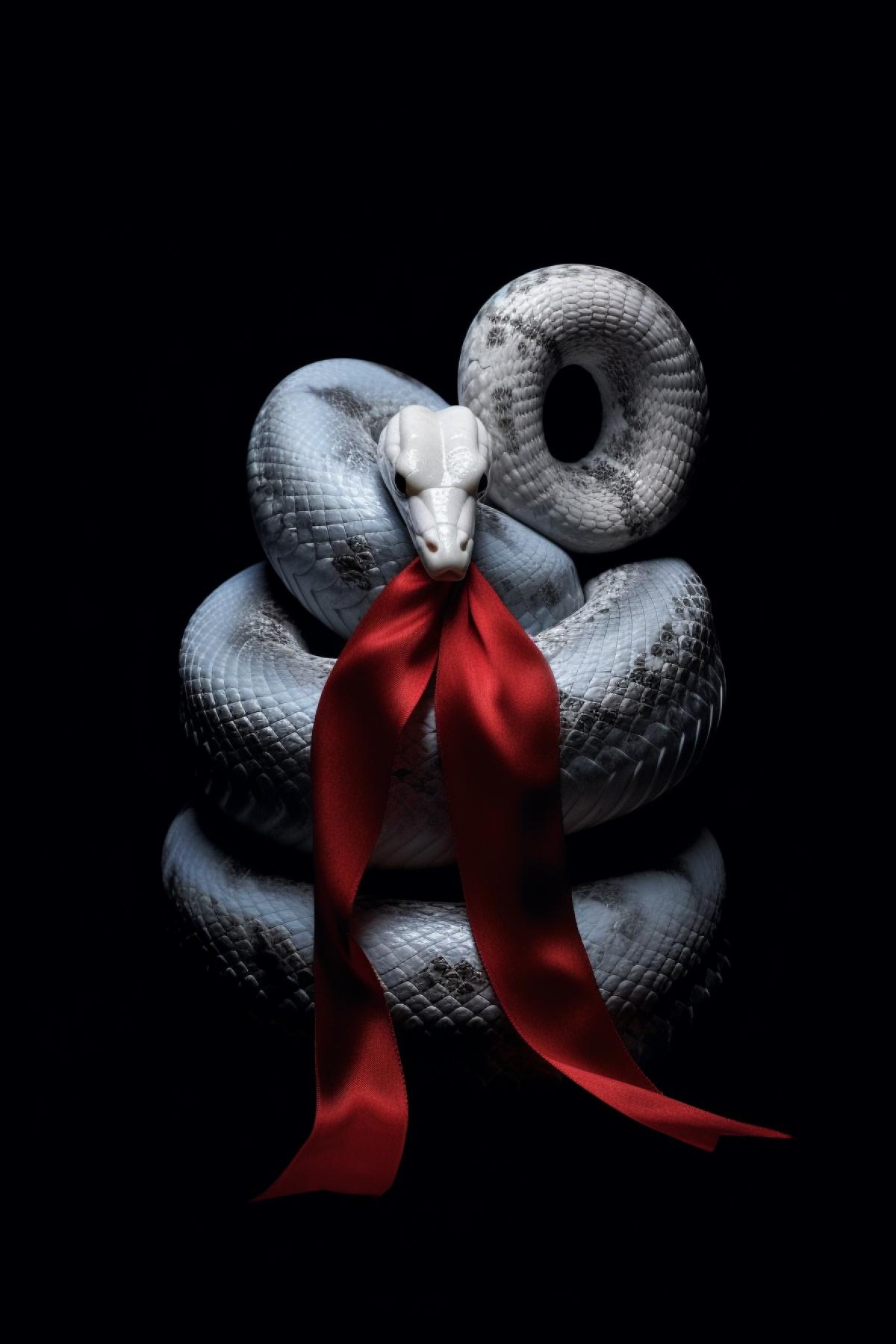 White snake with a bow, on a dark background